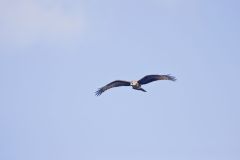 Snail Kite, Rostrhamus sociabilis