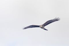 Snail Kite, Rostrhamus sociabilis
