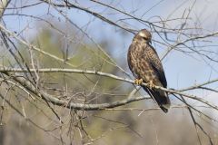 Snail Kite, Rostrhamus sociabilis