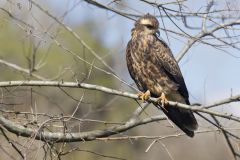 Snail Kite, Rostrhamus sociabilis