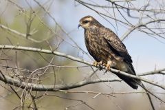 Snail Kite, Rostrhamus sociabilis