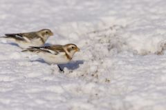 Snow Bunting