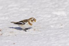 Snow Bunting, Plectrophenax nivalis