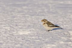 Snow Bunting, Plectrophenax nivalis