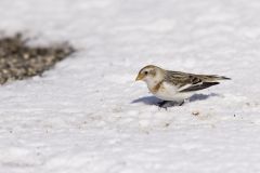 Snow Bunting, Plectrophenax nivalis