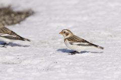 Snow Bunting, Plectrophenax nivalis