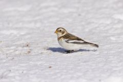 Snow Bunting, Plectrophenax nivalis