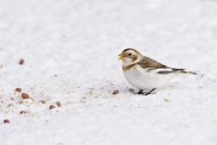 Snow Bunting, Plectrophenax nivalis