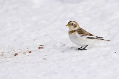 Snow Bunting, Plectrophenax nivalis