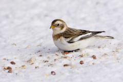 Snow Bunting, Plectrophenax nivalis