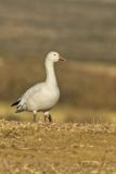 Snow Goose, Chen caerulescens