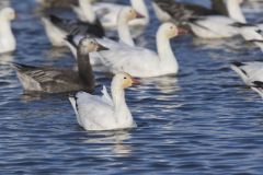Snow Goose, Chen caerulescens