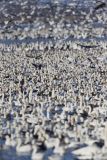 Snow Goose, Chen caerulescens