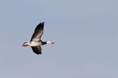 Snow Goose, Chen caerulescens