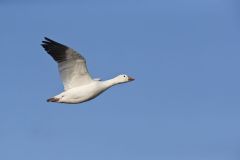 Snow Goose, Chen caerulescens