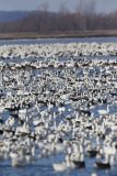 Snow Goose, Chen caerulescens