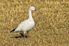Snow Goose, Chen caerulescens