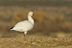 Snow Goose, Chen caerulescens