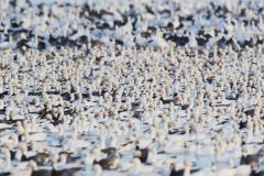 Snow Goose, Chen caerulescens