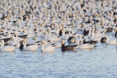 Snow Goose, Chen caerulescens