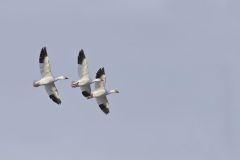 Snow Goose, Chen caerulescens