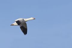 Snow Goose, Chen caerulescens