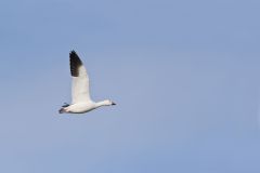 Snow Goose, Chen caerulescens