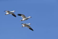 Snow Goose, Chen caerulescens