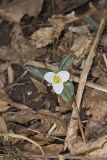 Snow Trillium, Trillium nivale