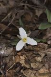 Snow Trillium, Trillium nivale