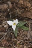 Snow Trillium, Trillium nivale