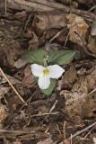 Snow Trillium, Trillium nivale