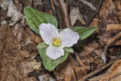 Snow Trillium