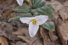 Snow Trillium, Trillium nivale
