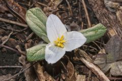 Snow Trillium, Trillium nivale