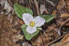 Snow Trillium, Trillium nivale