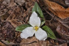 Snow Trillium, Trillium nivale