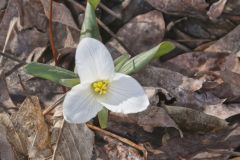 Snow Trillium, Trillium nivale