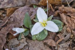 Snow Trillium, Trillium nivale