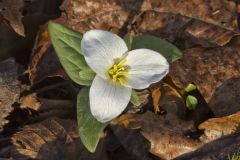 Snow Trillium, Trillium nivale
