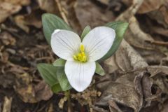 Snow Trillium, Trillium nivale