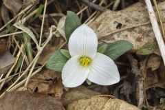 Snow Trillium, Trillium nivale