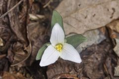 Snow Trillium, Trillium nivale