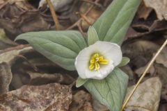 Snow Trillium, Trillium nivale