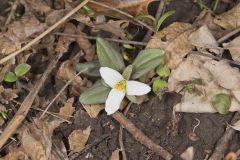 Snow Trillium, Trillium nivale