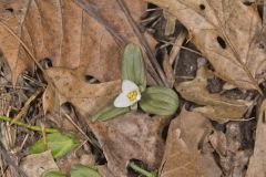 Snow Trillium, Trillium nivale