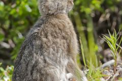Leporidae- Rabbits & Hares