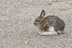 Snowshoe hare, Lepus americanus