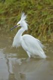Snowy Egret, Egretta thula