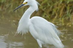 Snowy Egret